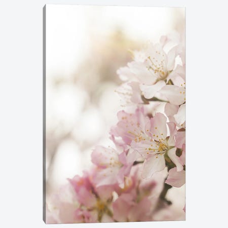 Pink Spring Blossom II Canvas Print #HSK63} by Henrike Schenk Canvas Wall Art