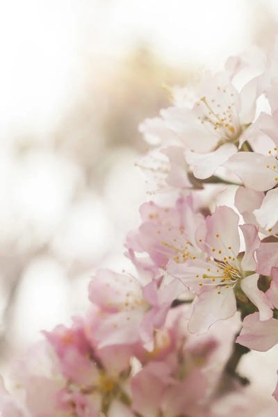 Henrike Schenk: Pink Spring Blossom II by Henrike Schenk