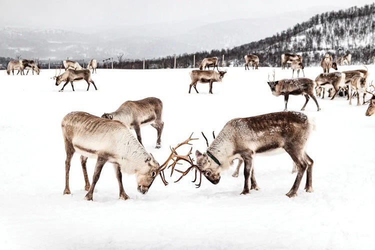 Playing Reindeers In The Snow