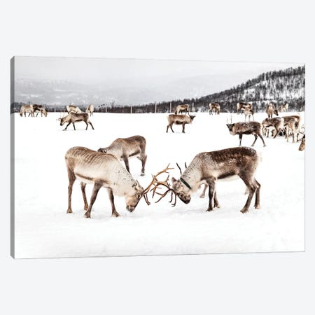Playing Reindeers In The Snow Canvas Print #HSK66} by Henrike Schenk Canvas Print
