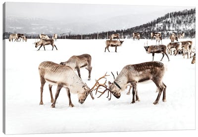 Playing Reindeers In The Snow Canvas Art Print - Reindeer Art