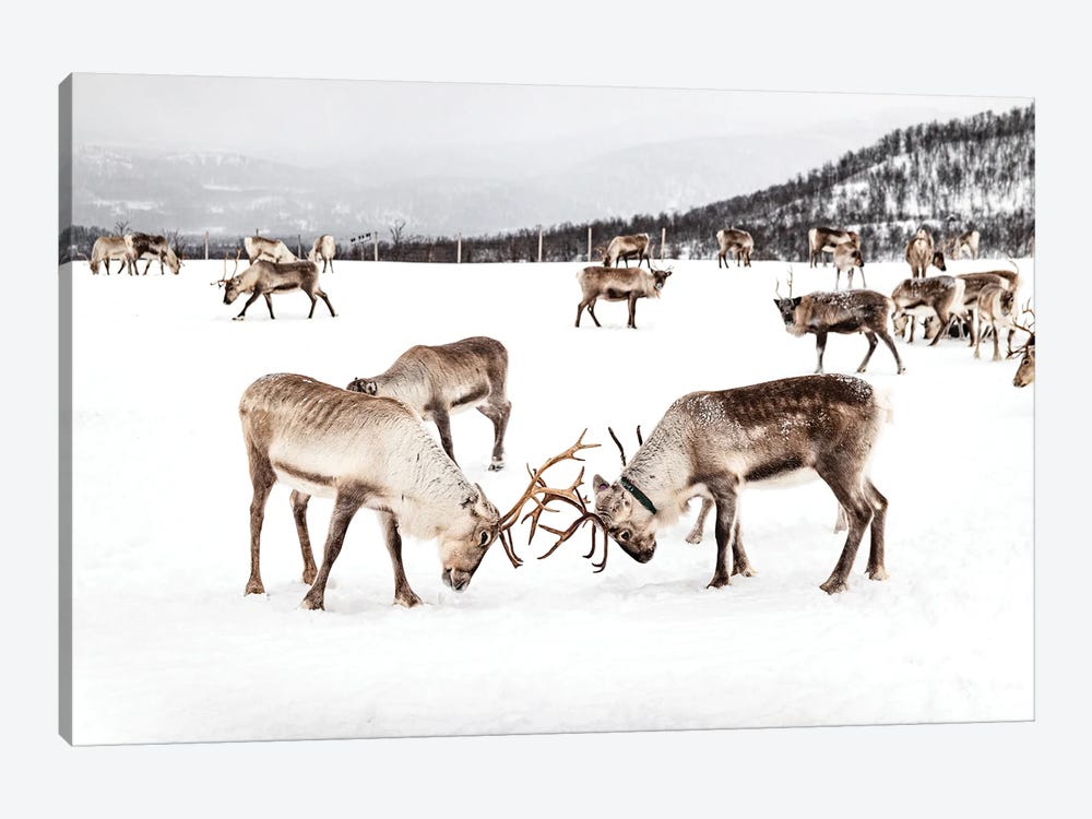 Playing Reindeers In The Snow by Henrike Schenk 1-piece Art Print