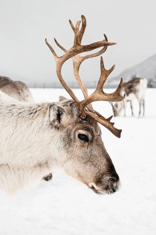 Reindeer With Antlers In Norway II