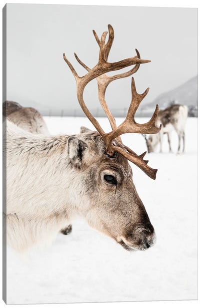 Reindeer With Antlers In Norway II Canvas Art Print - Reindeer Art