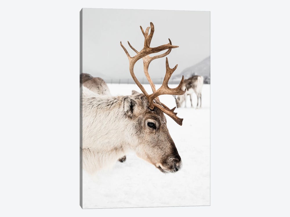 Reindeer With Antlers In Norway II by Henrike Schenk 1-piece Canvas Print