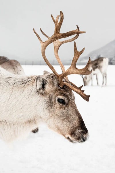 Reindeer: Reindeer With Antlers In Norway II by Henrike Schenk