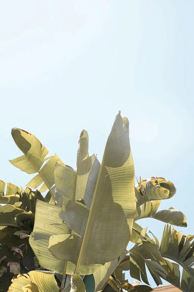 Tropical Banana Plant Leaves