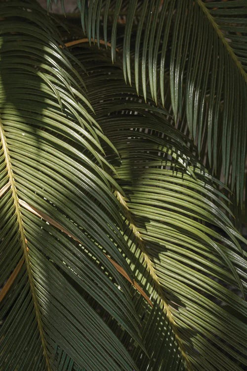 Tropical Palm Leaves