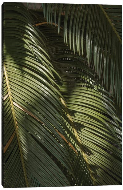 Tropical Palm Leaves Canvas Art Print - Henrike Schenk