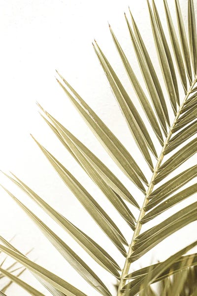 Leaf Of A Palm by Henrike Schenk framed canvas print