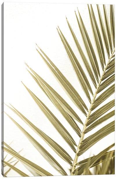 Leaf Of A Palm Canvas Art Print - Henrike Schenk