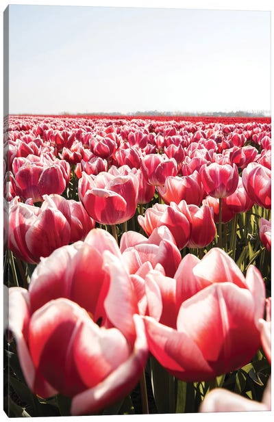 Tulip Field In Holland Canvas Art Print - Henrike Schenk