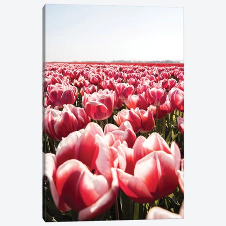 Tulip Field In Holland Canvas Print #HSK94} by Henrike Schenk Canvas Art