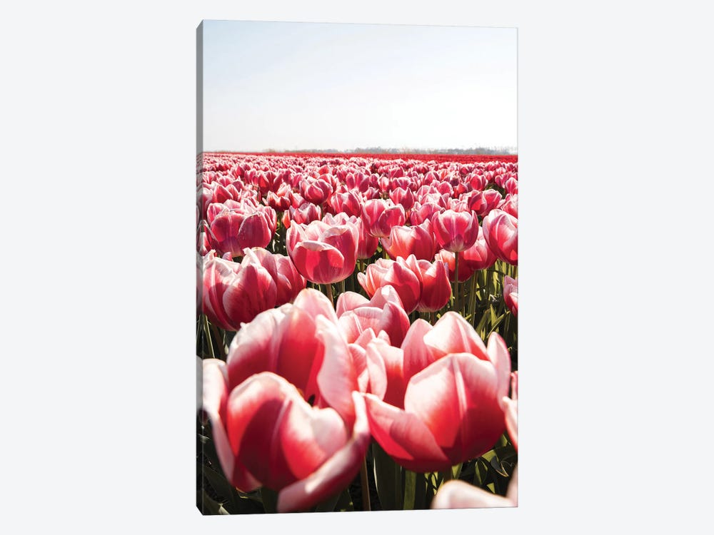 Tulip Field In Holland by Henrike Schenk 1-piece Canvas Wall Art