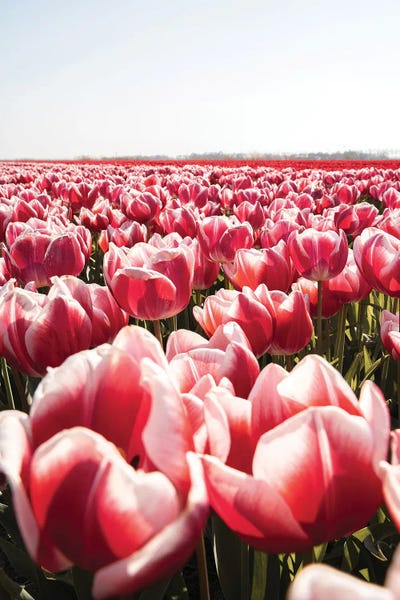 Tulip Field In Holland