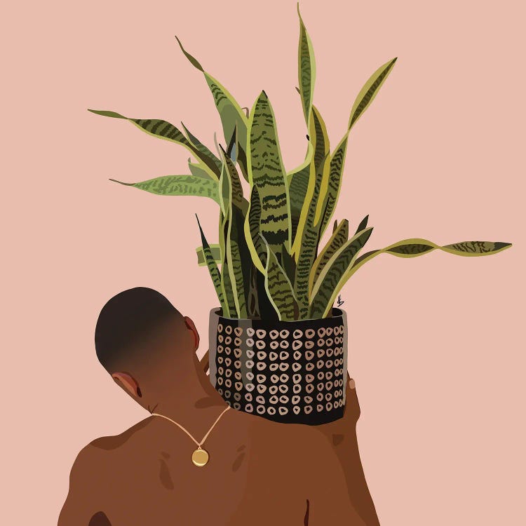 Plant Daddy Snake Plant