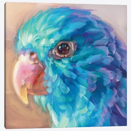 Mini Parrot Study IX Canvas Print #HSR11} by Holly Storlie Canvas Wall Art