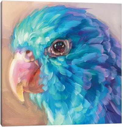 Mini Parrot Study IX Canvas Art Print - Pet Obsessed