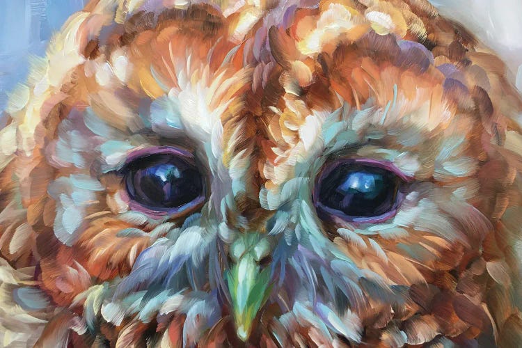 Owl Study XV