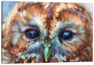 Owl Study XV Canvas Art Print - Holly Storlie