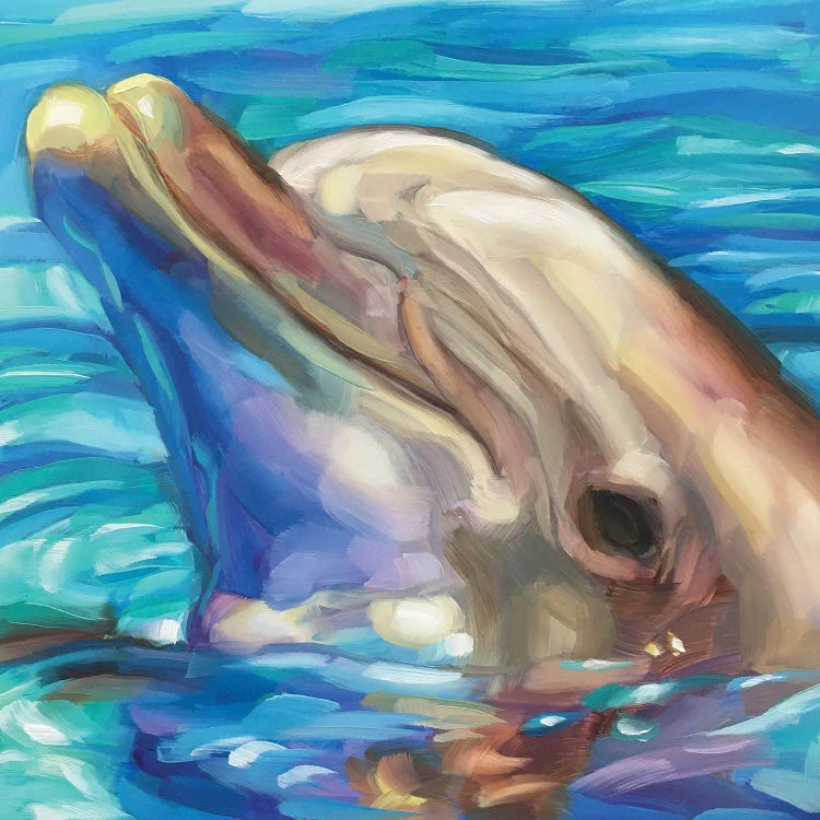 Dolphin Study