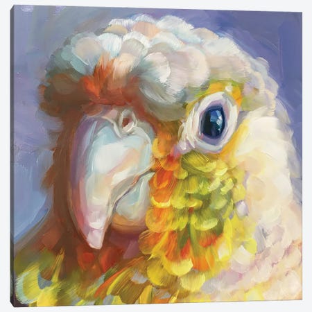 Mini Parrot Study VIII Canvas Print #HSR25} by Holly Storlie Canvas Artwork