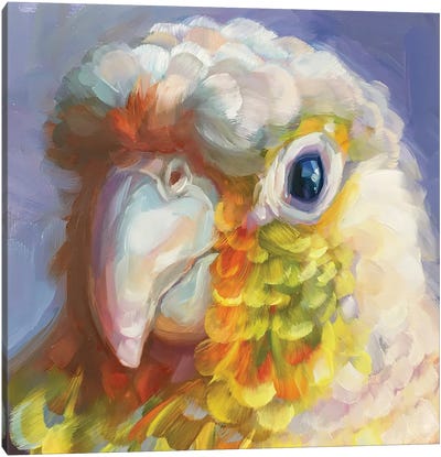 Mini Parrot Study VIII Canvas Art Print - Holly Storlie