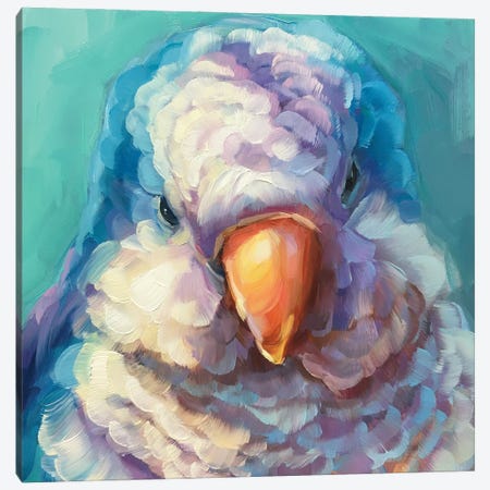 Mini Parrot Study  II Canvas Print #HSR27} by Holly Storlie Canvas Wall Art