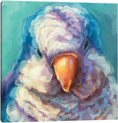 Mini Parrot Study  II Canvas Art Print - Parrot Art