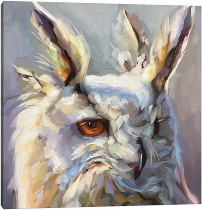 Owl Study II Canvas Art Print - Holly Storlie