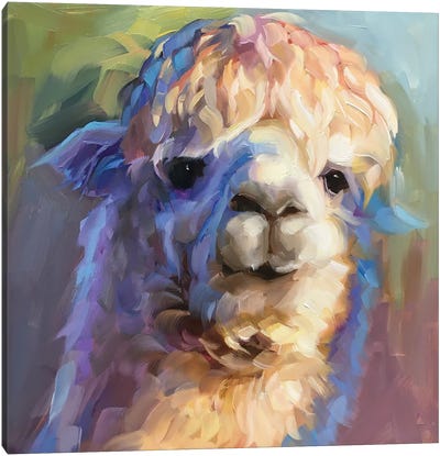 Alpaca Study Canvas Art Print