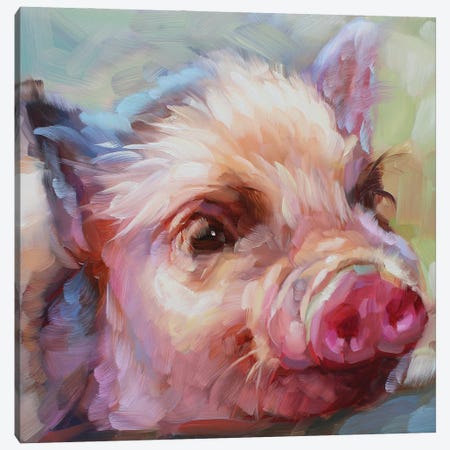 Pig Study Canvas Print #HSR50} by Holly Storlie Canvas Wall Art
