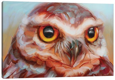 Owl Study XVI Canvas Art Print - Holly Storlie