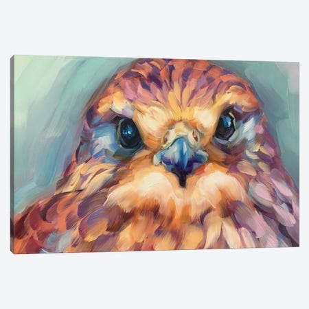 Baby Hawk Study Canvas Print #HSR63} by Holly Storlie Canvas Art Print