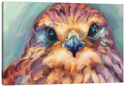 Baby Hawk Study Canvas Art Print - Buzzard & Hawk Art