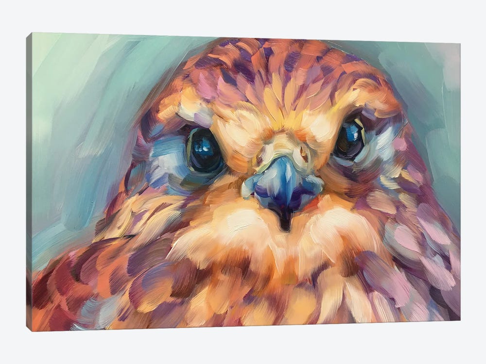 Baby Hawk Study by Holly Storlie 1-piece Canvas Print