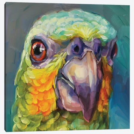 Mini Parrot Study II Canvas Print #HSR66} by Holly Storlie Canvas Art