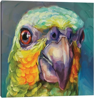 Mini Parrot Study II Canvas Art Print - Holly Storlie