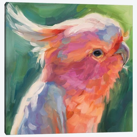 Parrot Study Canvas Print #HSR6} by Holly Storlie Canvas Art Print