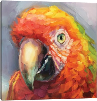 Parrot Study II Canvas Art Print - Holly Storlie