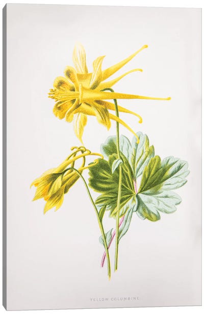 Yellow Columbine Canvas Art Print - New York Botanical Garden