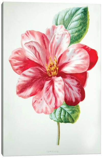 Camellia Canvas Art Print - New York Botanical Garden