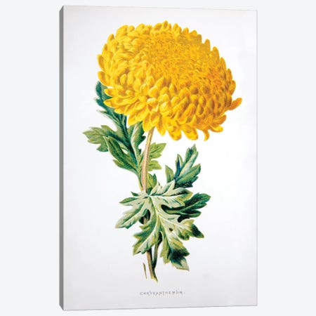 Chrysanthemum Canvas Print #HUL2} by F. Edward Hulme Canvas Art Print