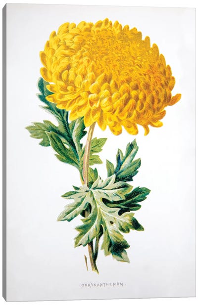 Chrysanthemum Canvas Art Print - Chrysanthemum Art