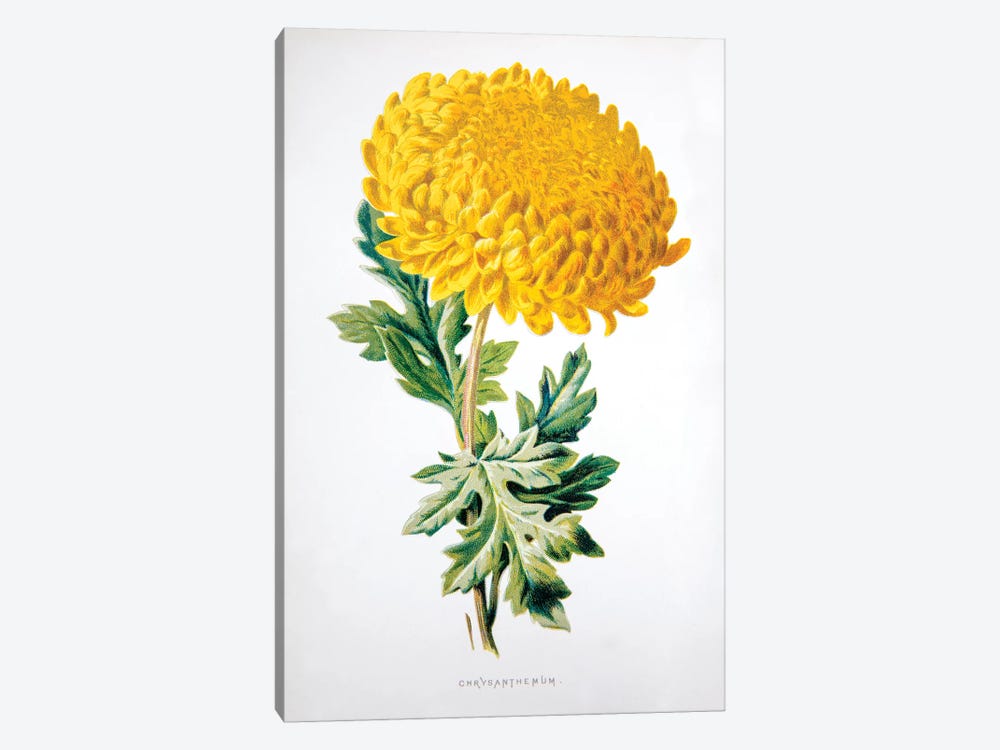 Chrysanthemum by F. Edward Hulme 1-piece Canvas Art Print