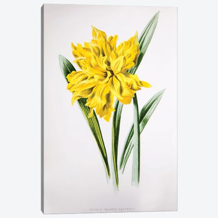 Double Trumpet Daffodil Canvas Print #HUL4} by F. Edward Hulme Canvas Art