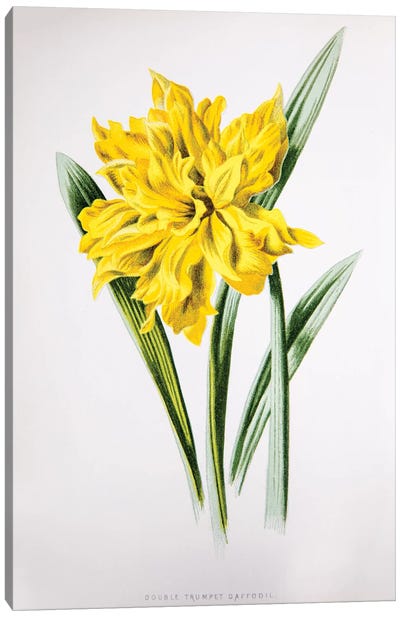 Double Trumpet Daffodil Canvas Art Print