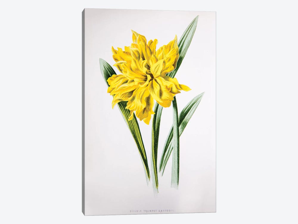 Double Trumpet Daffodil by F. Edward Hulme 1-piece Art Print