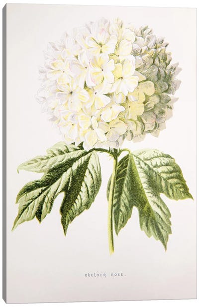 Guelder Rose Canvas Art Print - New York Botanical Garden