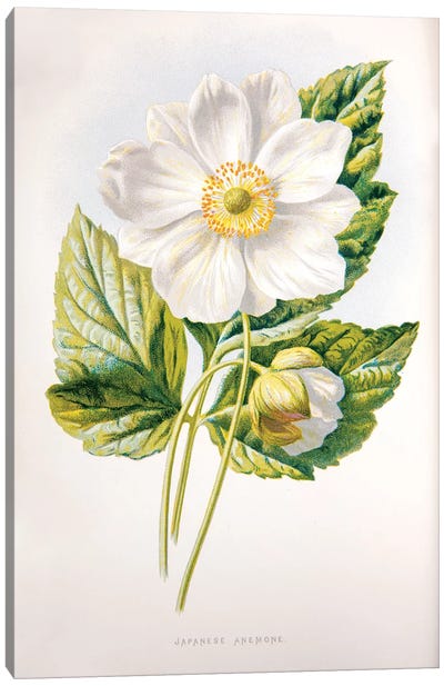 Japanese Anemone Canvas Art Print - New York Botanical Garden